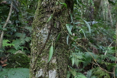 Dendrobium pugioniforme