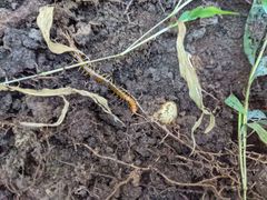 Scolopocryptops peregrinator