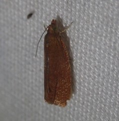 Celypha rufana