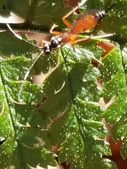 Ischnus inquisitorius