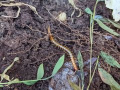 Scolopocryptops peregrinator