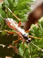 Ischnus inquisitorius