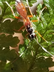 Ischnus inquisitorius