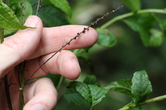 Deeringia amaranthoides