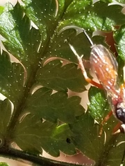 Ischnus inquisitorius