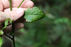 Deeringia amaranthoides