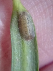 Pulvinaria camelicola