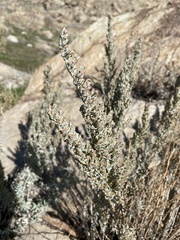 Artemisia tripartita