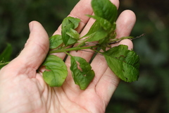 Deeringia amaranthoides