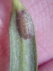 Pulvinaria camelicola