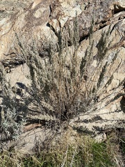 Artemisia tripartita