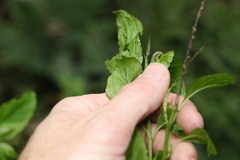 Deeringia amaranthoides