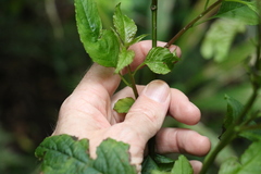 Deeringia amaranthoides