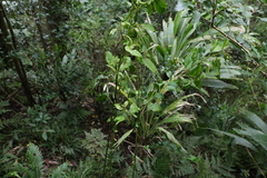 Deeringia amaranthoides