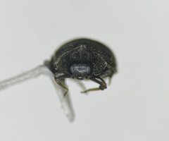 Stethorus punctum