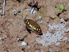 Telenassa berenice