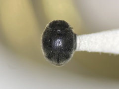 Stethorus punctum