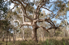 Eucalyptus viminalis cygnetensis