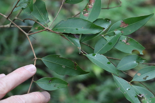 Image of Rhodamnia whiteana by (c) Greg Tasney, some rights reserved (CC BY-SA)