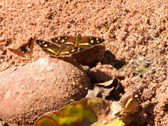 Telenassa berenice