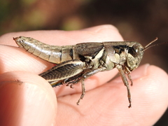 Melanoplus plebejus