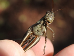 Melanoplus plebejus