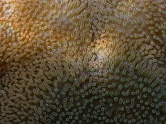 Stichodactyla helianthus image