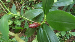 Costus spiralis