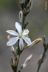 Chlorophytum capense