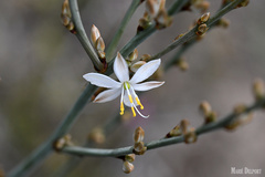 Chlorophytum capense