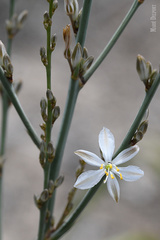 Chlorophytum capense