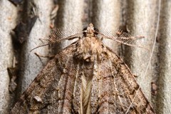 Pseudocoremia suavis