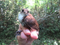 Microcerculus marginatus