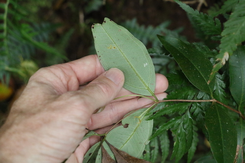 Image of Rhodamnia whiteana by (c) Greg Tasney, some rights reserved (CC BY-SA)