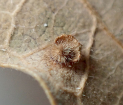 Neuroterus argentatus