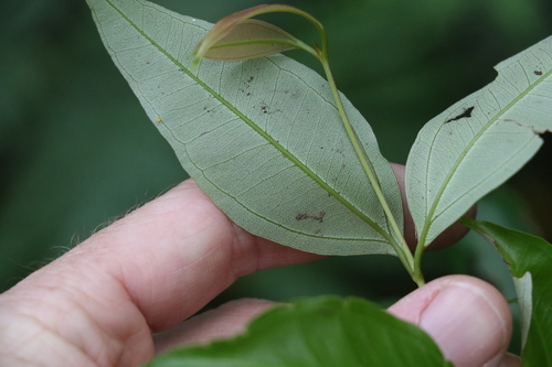 Image of Rhodamnia whiteana by (c) Greg Tasney, some rights reserved (CC BY-SA)