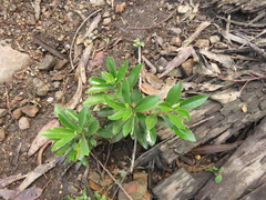 Daphnopsis caracasana