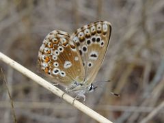 Polyommatus coridon