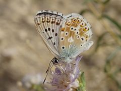 Polyommatus coridon