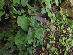 Salvia palifolia