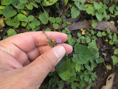 Salvia palifolia
