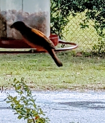 Passerina ciris ciris