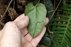 Parsonsia velutina