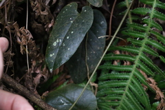 Parsonsia velutina