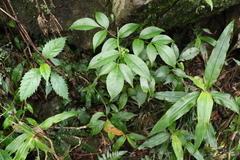 Polyscias sambucifolia