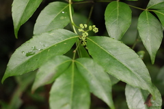 Polyscias sambucifolia