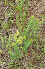 Euphorbia foliosa