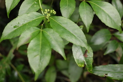 Polyscias sambucifolia