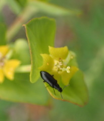 Euphorbia foliosa
