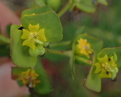 Euphorbia foliosa